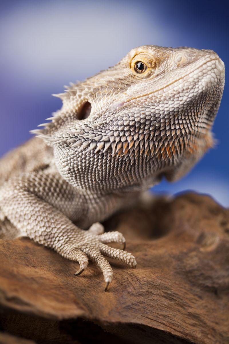 模糊背景前的蜥蜴胡子龙