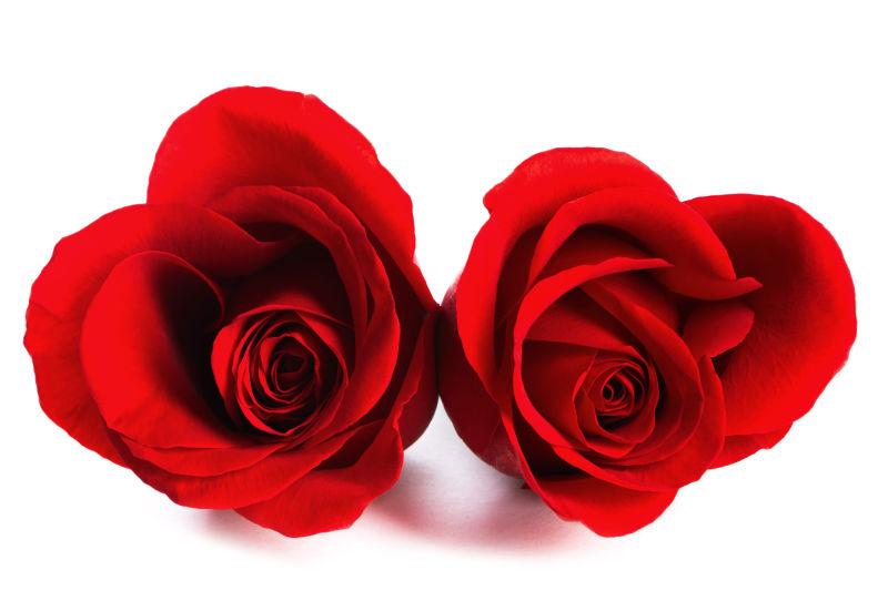 两朵玫瑰花图片唯美图片