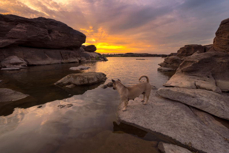大峡谷和一只狗