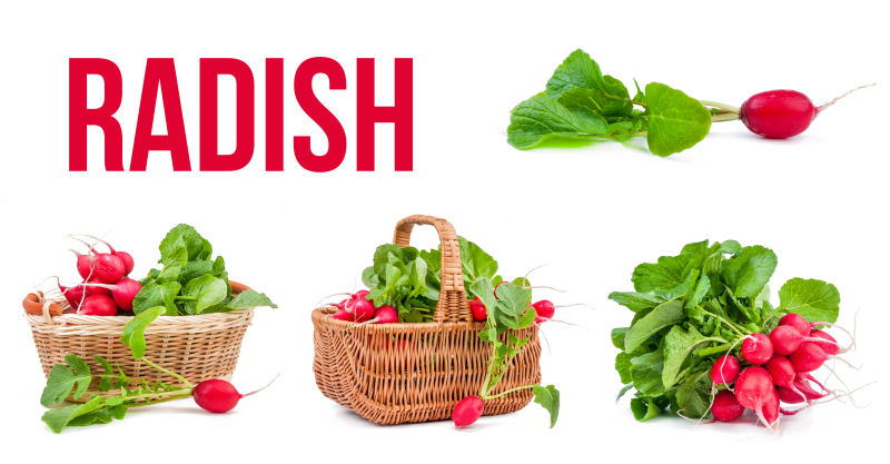 白色背景下带着绿色叶子的红萝卜