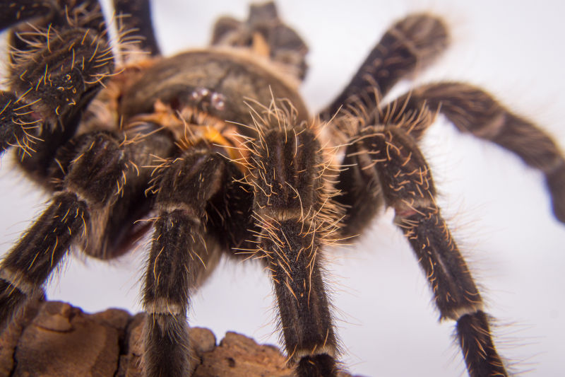 危险的墨西哥蜘蛛