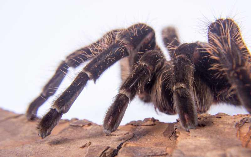 蜘蛛图片 墨西哥蜘蛛素材 高清图片 摄影照片 寻图免费打包下载
