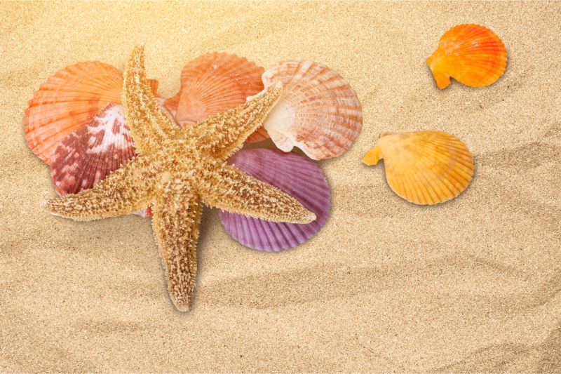 沙滩上的海星多彩贝壳