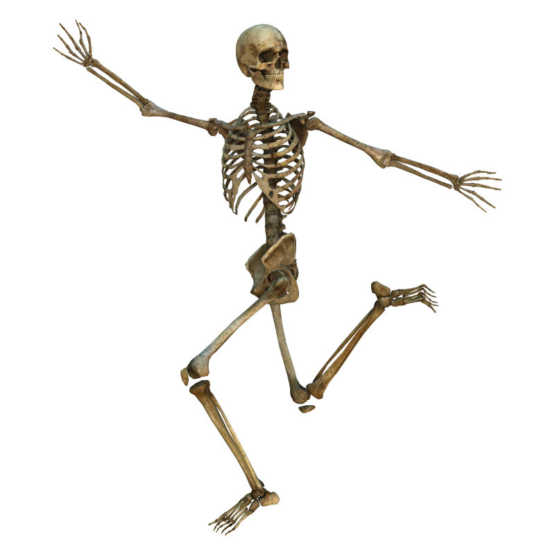 摆运动姿势的人体骨骼