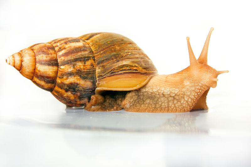 白色背景上爬行的蜗牛