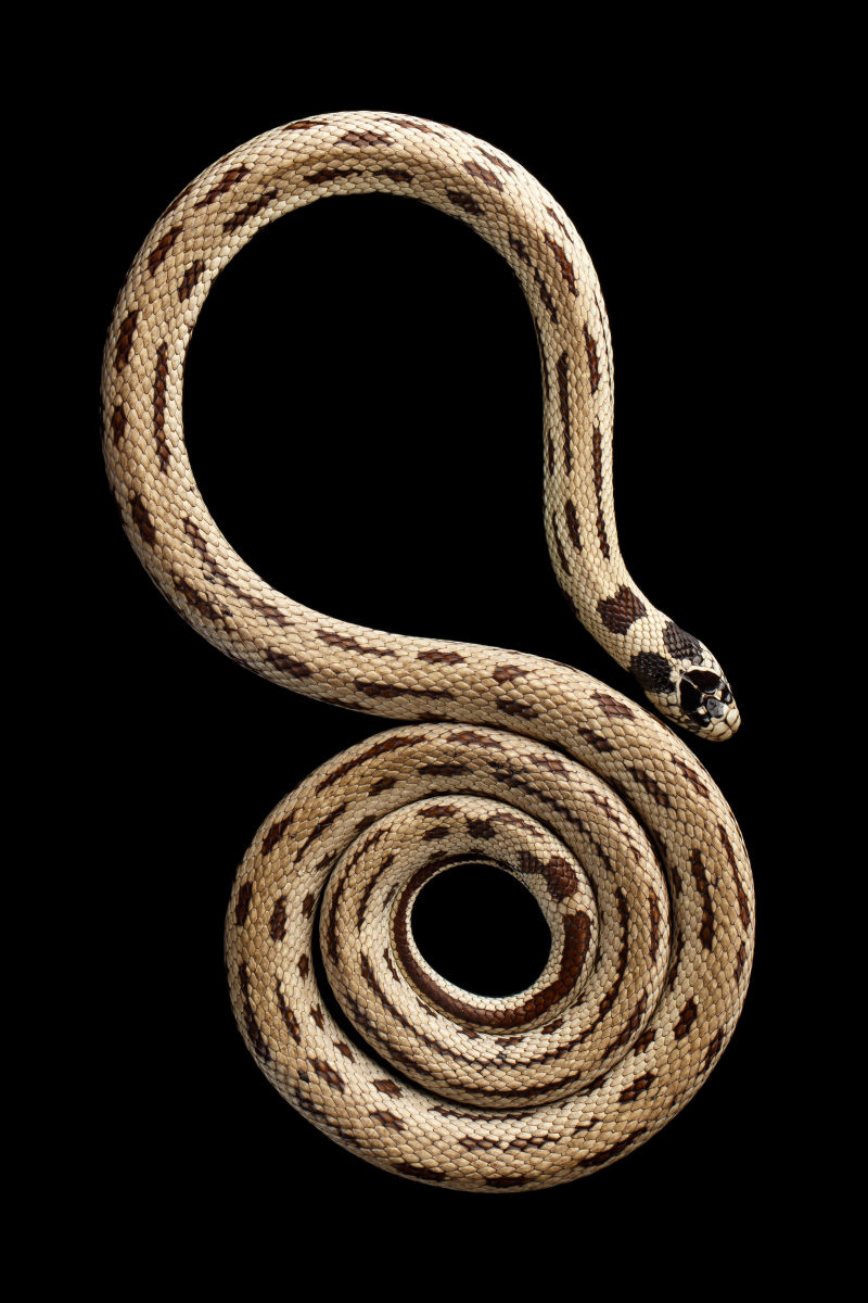 黑色背景上的蛇图片 王蛇素材 高清图片 摄影照片 寻图免费打包下载
