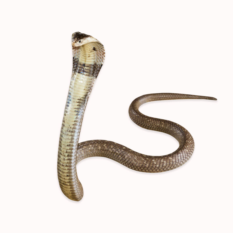 蟒蛇图片-白色背景上的蟒蛇素材-高清图片-摄影照片-寻图免费打包下载