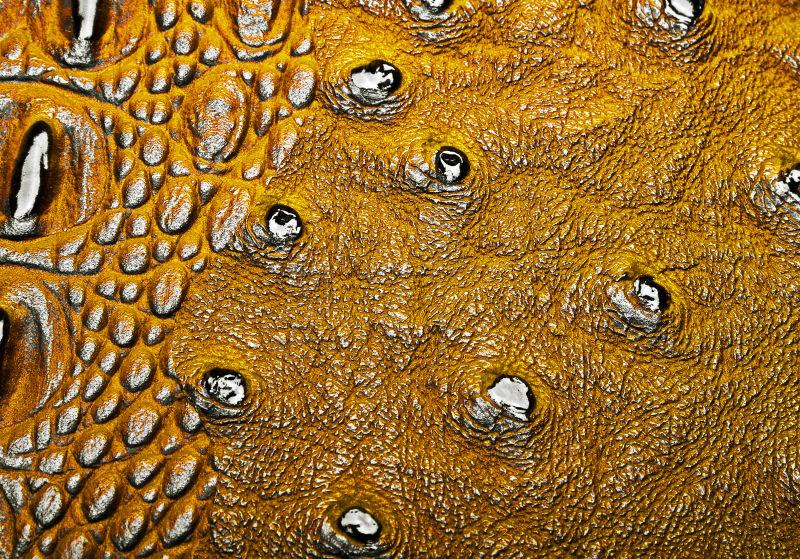 鳄鱼皮肤纹理背景