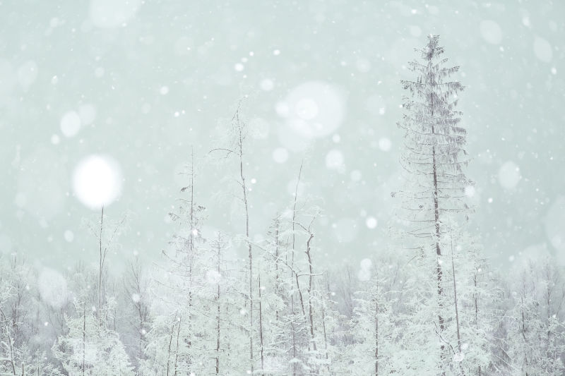 下雪時的樹林