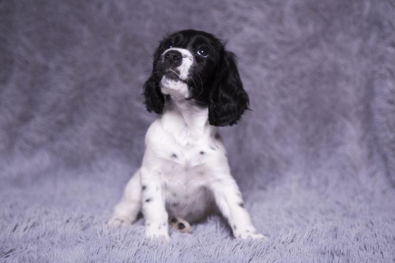 坐在灰色毛毯上抬起头的俄罗斯猎犬