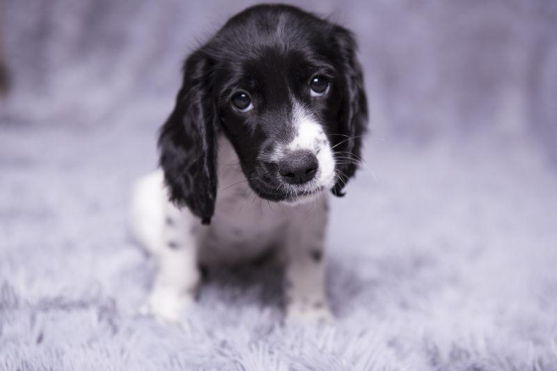 坐在灰色毛毯上歪着头看前方的俄罗斯猎犬