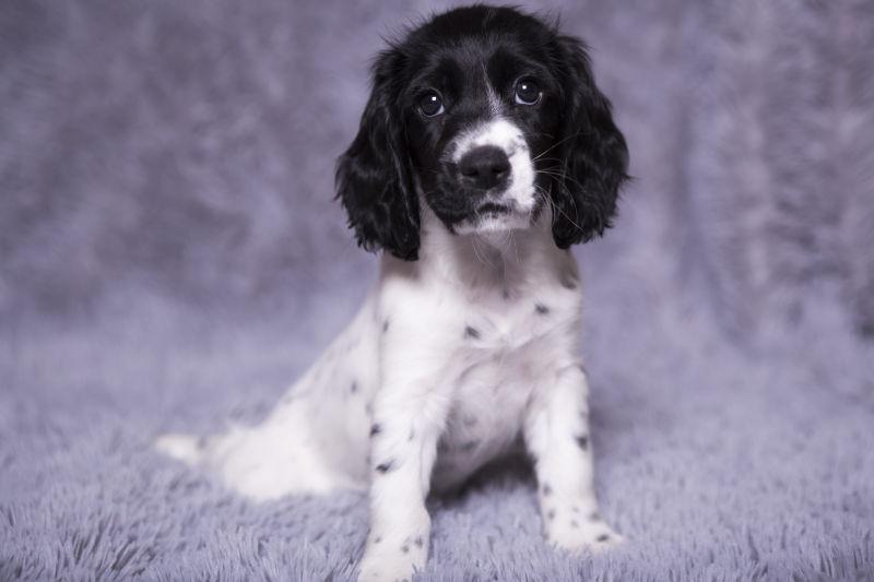 坐在灰色毛毯上的俄罗斯猎犬