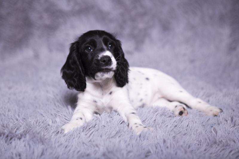 躺在灰色毛毯上的俄罗斯猎犬