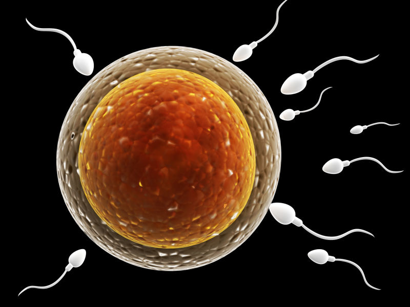 精子卵子系列 精子和卵子图片 高清图片 图片素材 寻图免费打包下载