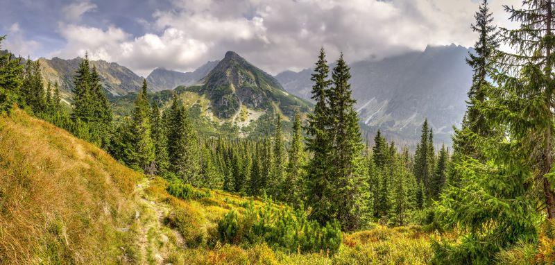 美丽的绿色森林风景