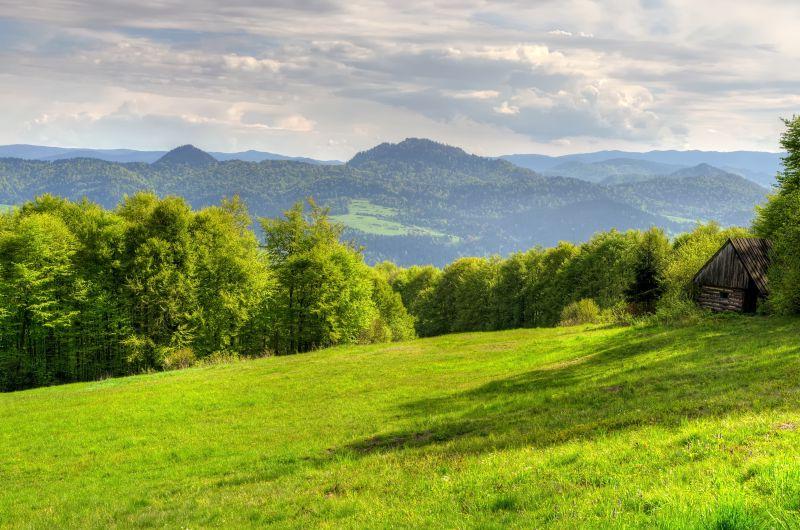 绿色草地和森林的山丘