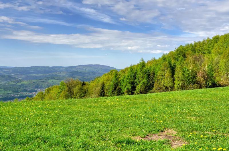 绿色的草地和森林的山丘