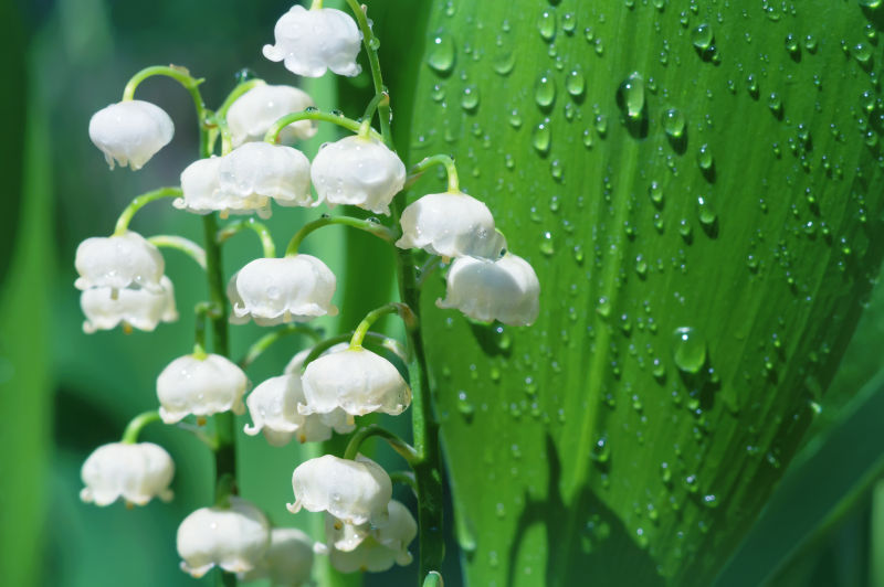 春季自然花朵风景图片 百合花与水滴花素材 高清图片 摄影照片 寻图免费打包下载