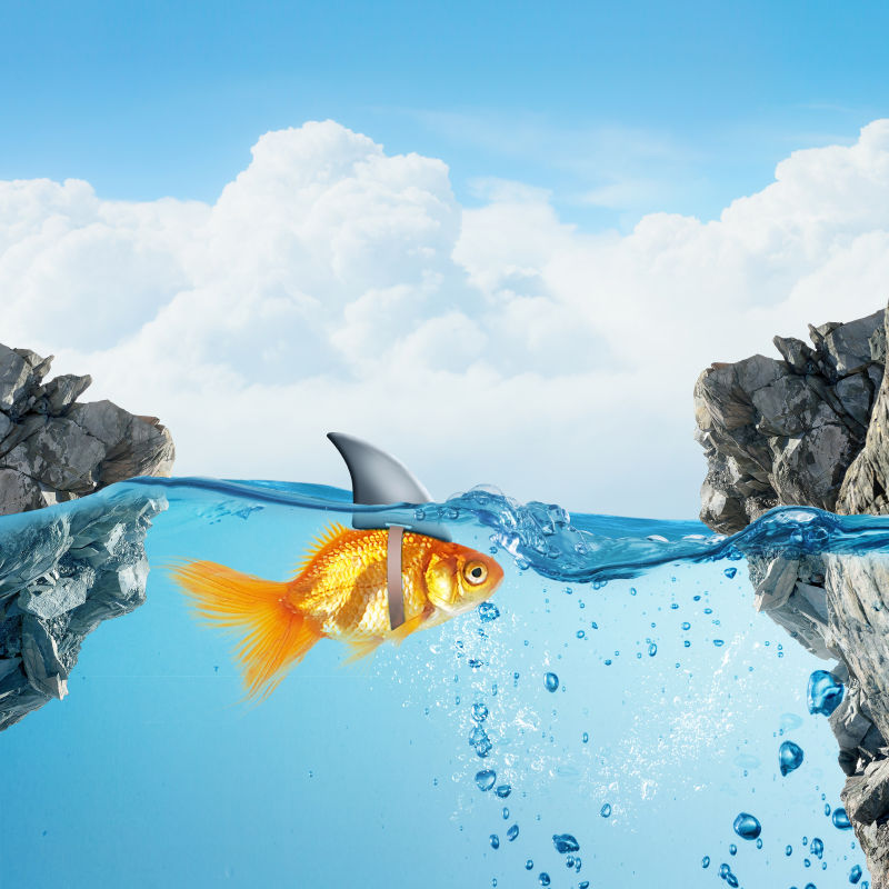 金鱼带着鲨鱼鳍