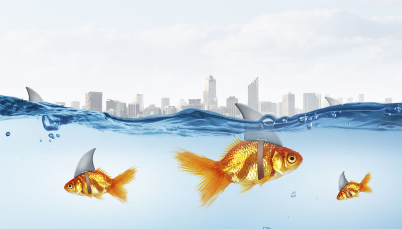 带着鲨鱼鳍的金鱼与城市背景