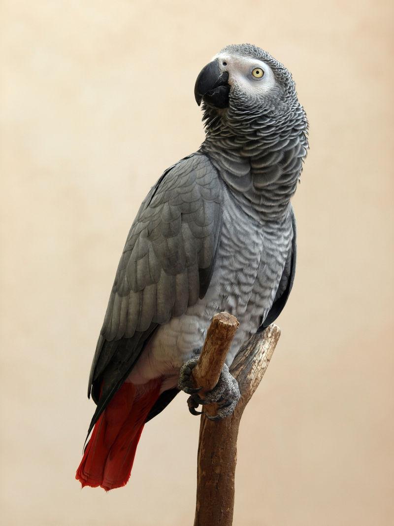 刚果非洲灰鹦鹉