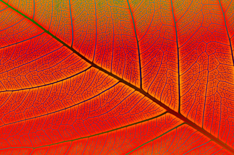 颜色艳红的叶片