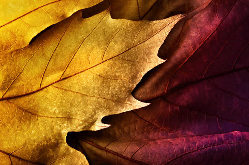 黄色与红紫色树叶