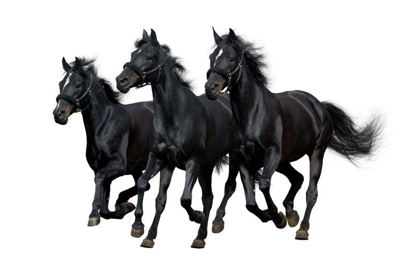 三匹奔驰的骏马