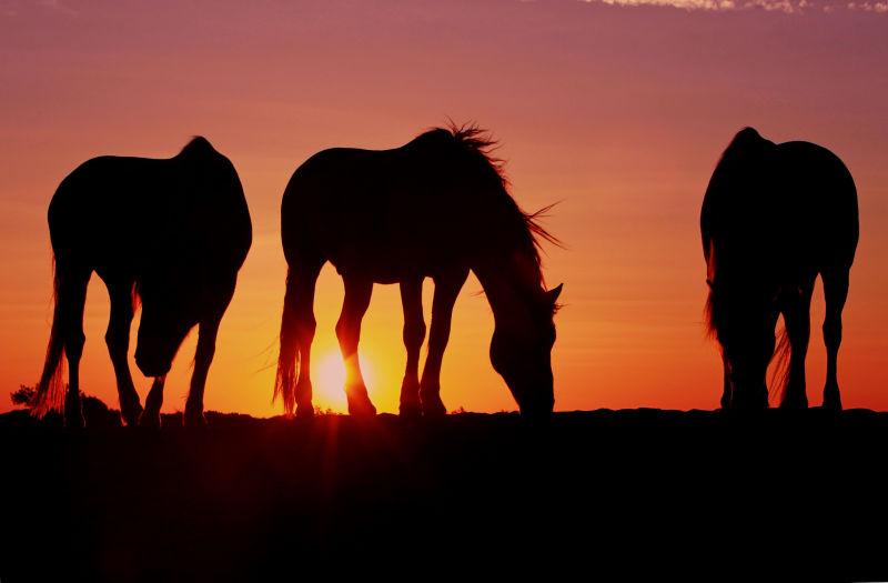 夕阳下的骏马