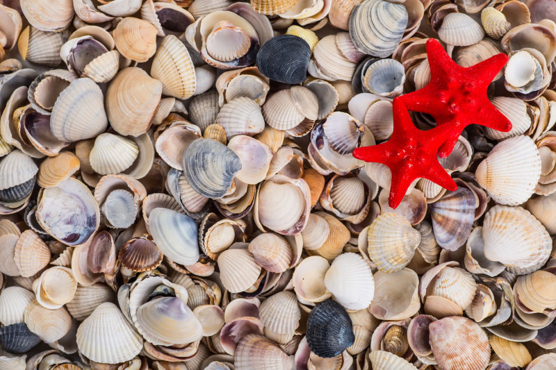 成堆贝壳上的美丽海星