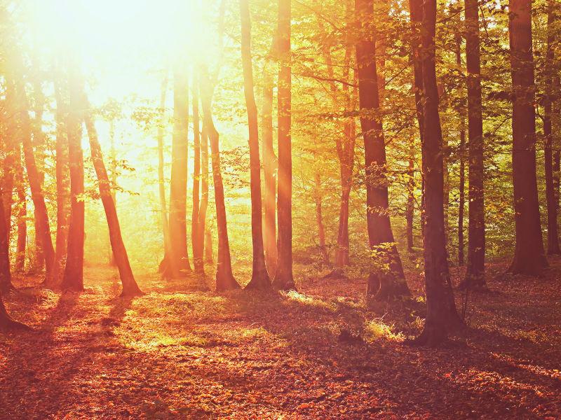 穿透林间的日出景观