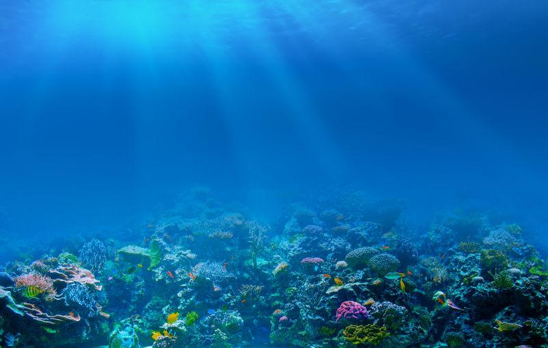 阳光照耀下美丽的水下珊瑚