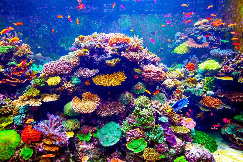 美丽的海底世界图片-美丽的海底世界珊瑚礁鱼群素材-高清图片-摄影照片-寻图免费打包下载