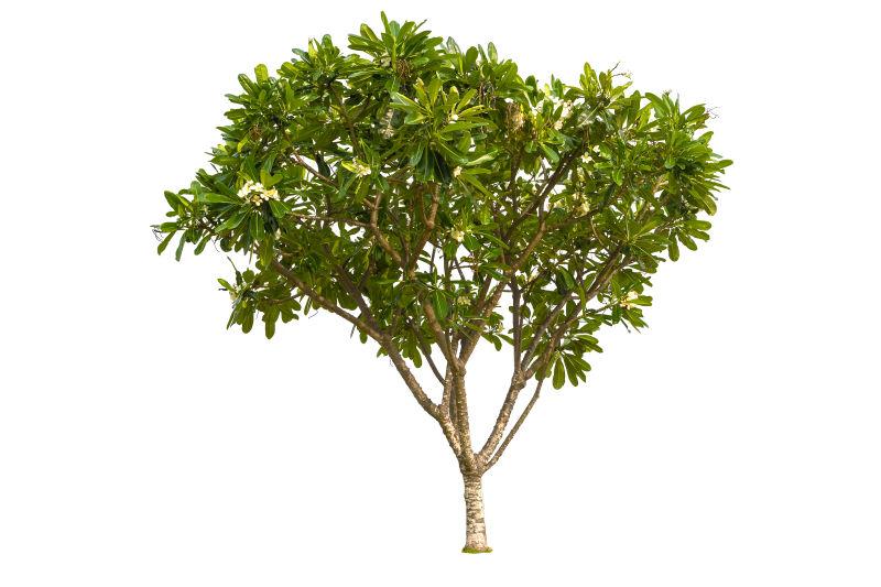 白色背景下的一棵茂盛的大树