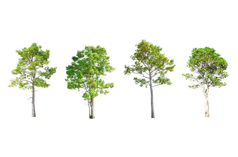 白色背景下树木集