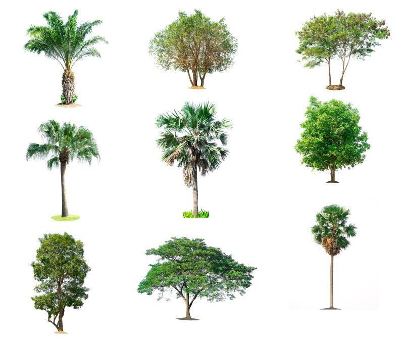 白色背景上的树木