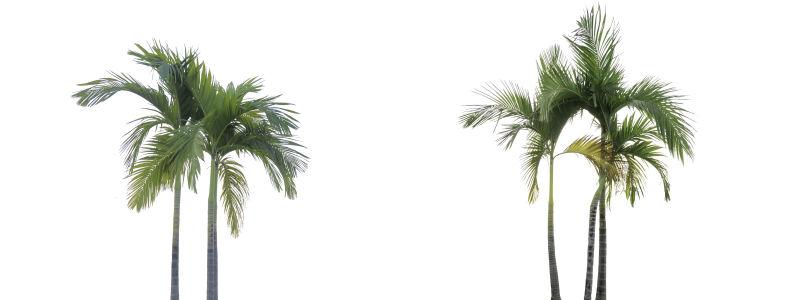 白色背景下的高大的树木