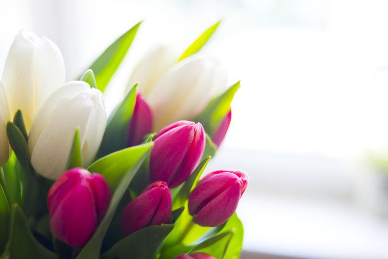 紫色和白色郁金香花束