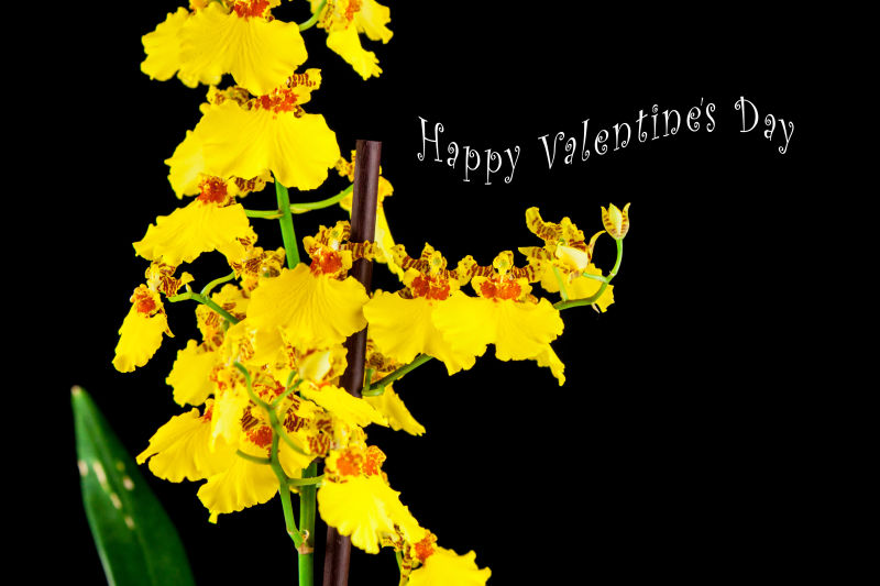 黑色背景的情人节黄色花束明信片