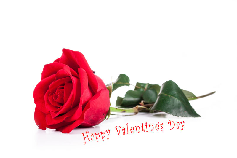 白色背景的红玫瑰情人节明信片