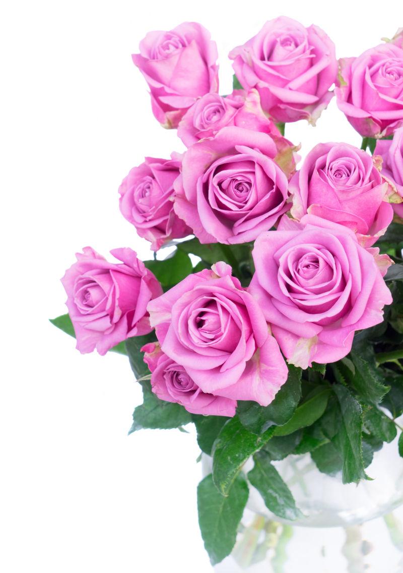 紫玫瑰花图片 白色背景下的紫玫瑰花素材 高清图片 摄影照片 寻图免费打包下载