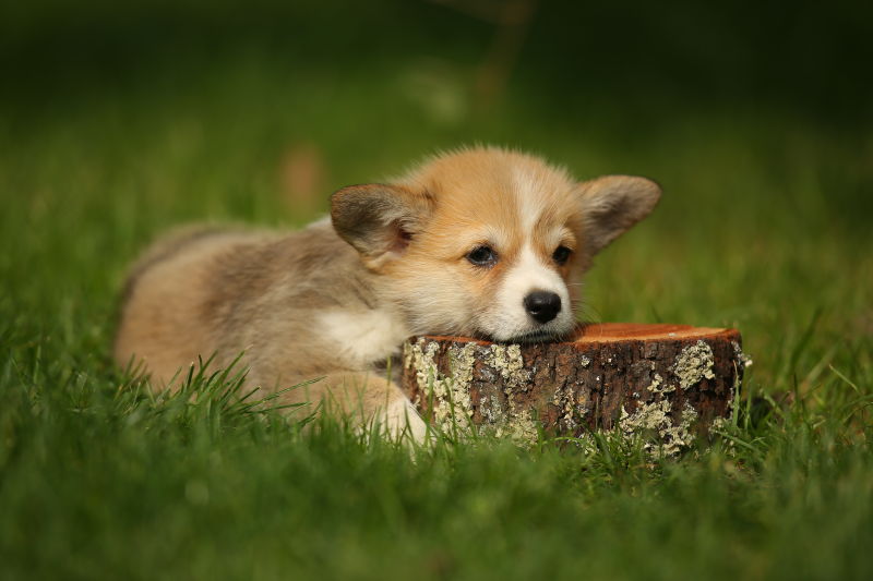 把头靠在木桩上的小狗