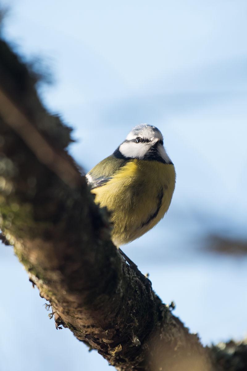枝头上的蓝山雀