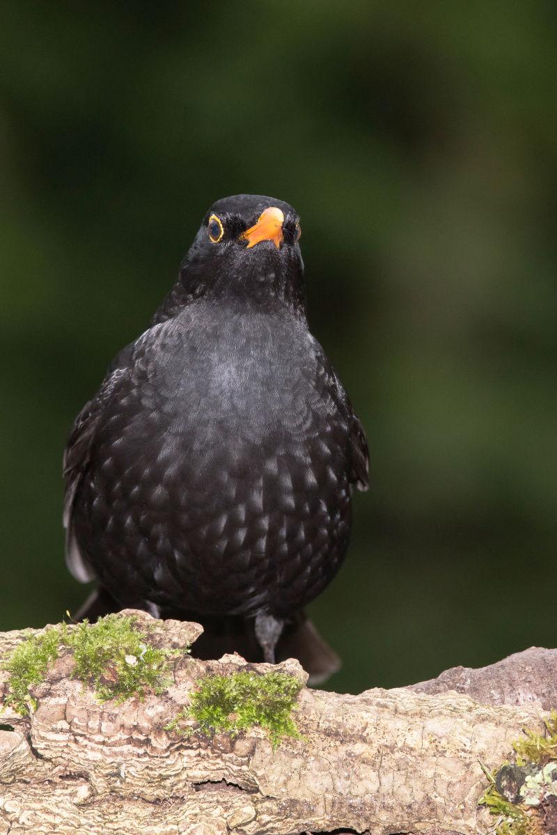 绿色模糊背景前的乌鸫