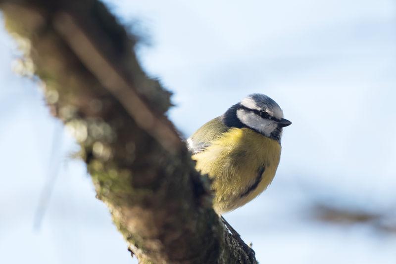 天空背景上树枝上的蓝山雀