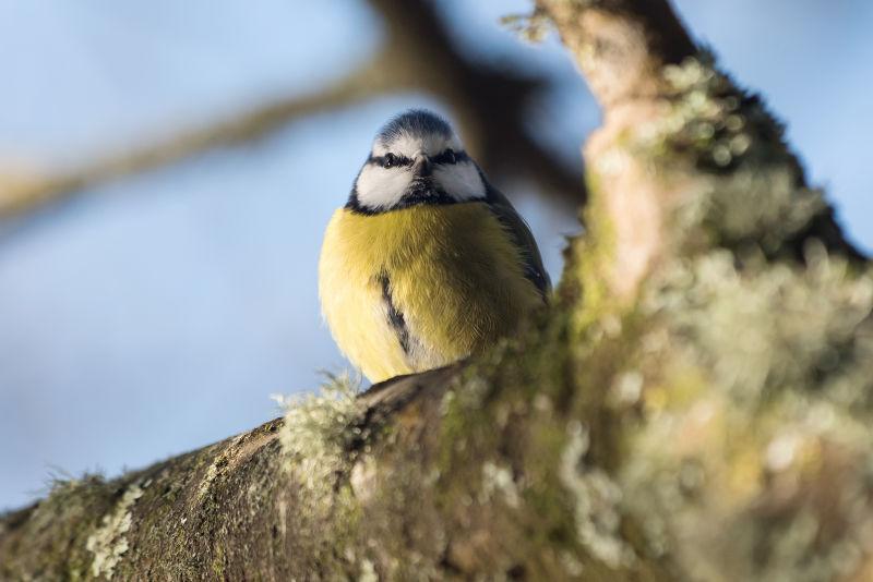 树上的黄腹蓝山雀