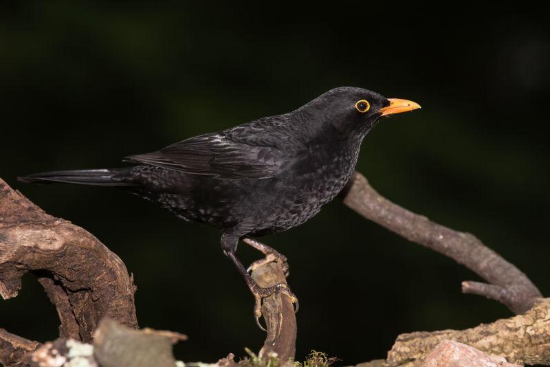 黑色背景前树枝上的乌鸫