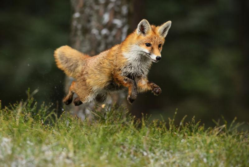 跃起的狐狸