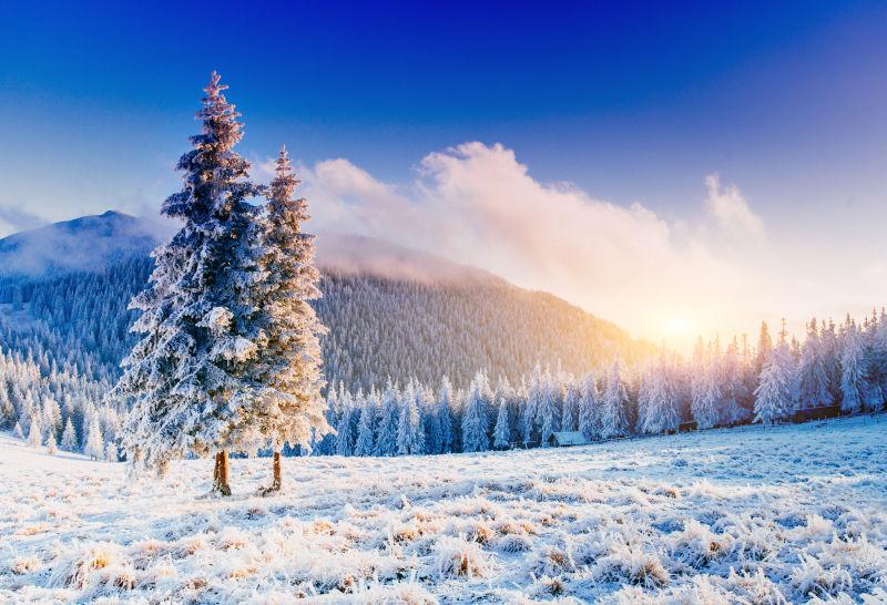 冬日阳光下的山坡上的松树