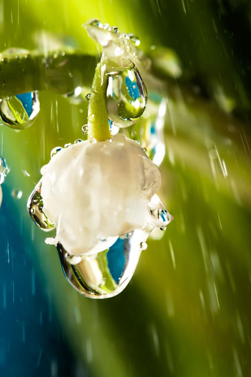 雨中山谷的铃兰